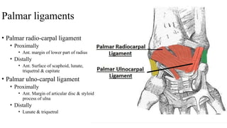 wrist & 1st carpometacarpal joint A.pptx
