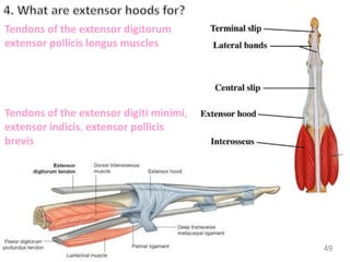 WRIST | PPTX