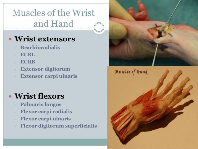Wrist and Hand - a Review