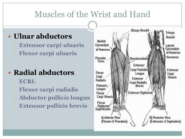 Wrist and Hand - a Review