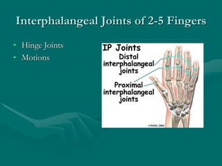 Interphalangeal Joints of 2-5 Fingers
• Hinge Joints
• Motions
 
