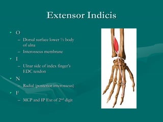 Extensor Indicis
• O
– Dorsal surface lower ½ body
of ulna
– Interosseus membrane
• I
– Ulnar side of index finger’s
EDC tendon
• N
– Radial (posterior interosseus)
• F
– MCP and IP Ext of 2nd digit
 