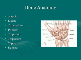 Bone Anatomy
• Scapoid
• Lunate
• Triquetrium
• Pisiform
• Trapeziod
• Trapezium
• Capitate
• Hamate
 