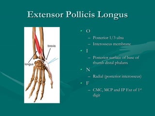 Extensor Pollicis Longus
• O
– Posterior 1/3 ulna
– Interosseus membrane
• I
– Posterior surface of base of
thumb distal phalanx
• N
– Radial (posterior interosseus)
• F
– CMC, MCP and IP Ext of 1st
digit
 