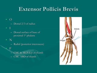 Extensor Pollicis Brevis
• O
– Dorsal 2/3 of radius
• I
– Dorsal surface of base of
proximal 1st phalanx
• N
– Radial (posterior interosseus)
• F
– CMC & MCP Ext of thumb
– CMC ABD of thumb
 