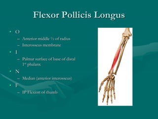 Flexor Pollicis Longus
• O
– Anterior middle ½ of radius
– Interosseus membrane
• I
– Palmar surface of base of distal
1st phalanx
• N
– Median (anterior interosseus)
• F
– IP Flexion of thumb
 