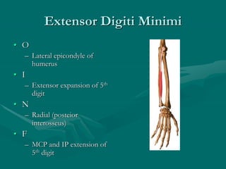 Extensor Digiti Minimi
• O
– Lateral epicondyle of
humerus
• I
– Extensor expansion of 5th
digit
• N
– Radial (posteior
interosseus)
• F
– MCP and IP extension of
5th digit
 
