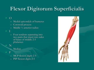 Flexor Digitorum Superficialis
• O
– Medial epicondyle of humerus
– Coronoid process
– Middle ½ anterior radius
• I
– Four tendons separating into
two parts that insert into sides
of bases of middle 2-5
phalanxes
• N
– Median
• F
– MCP flexion digits 2-5
– PIP flexion digits 2-5
 