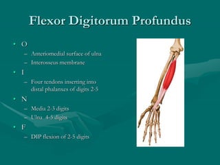 Flexor Digitorum Profundus
• O
– Anteriomedial surface of ulna
– Interosseus membrane
• I
– Four tendons inserting into
distal phalanxes of digits 2-5
• N
– Media 2-3 digits
– Ulna 4-5 digits
• F
– DIP flexion of 2-5 digits
 