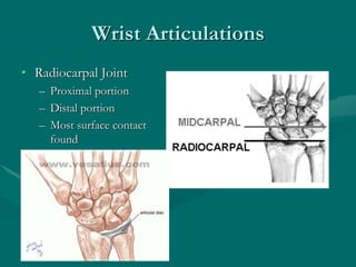 Wrist Articulations
• Radiocarpal Joint
– Proximal portion
– Distal portion
– Most surface contact
found
 