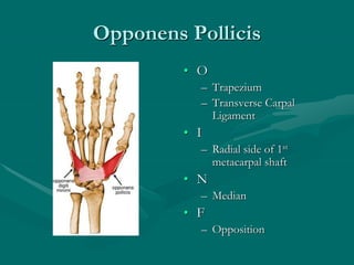 Opponens Pollicis
• O
– Trapezium
– Transverse Carpal
Ligament
• I
– Radial side of 1st
metacarpal shaft
• N
– Median
• F
– Opposition
 