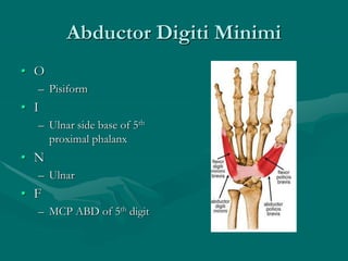 Abductor Digiti Minimi
• O
– Pisiform
• I
– Ulnar side base of 5th
proximal phalanx
• N
– Ulnar
• F
– MCP ABD of 5th digit
 