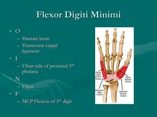 Flexor Digiti Minimi
• O
– Hamate bone
– Transverse carpal
ligament
• I
– Ulnar side of proximal 5th
phalanx
• N
– Ulnar
• F
– MCP Flexion of 5th digit
 