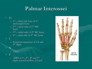 Palmar Interossei
• O
– 1st – ulnar side base of 1st
metacarpal bone
– 2nd – ulnar side of 2nd MC
bone
– 3rd – radial side of 4th MC bone
– 4th – radia side of 5th MC bone
• I
– Extensor expansion of 2,4 and
5th digits
• N
– Ulnar
• F
– ADD of 1st, 2nd, 4th and 5th
digits toward midline of hand
 