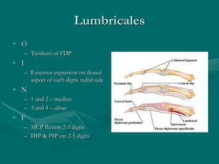 Lumbricales
• O
– Tendons of FDP
• I
– Extensor expansion on dorsal
aspect of each digits radial side
• N
– 1 and 2 – median
– 3 and 4 – ulnar
• F
– MCP flexion 2-5 digits
– DIP & PIP ext 2-5 digits
 