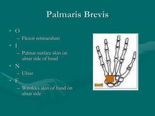 Palmaris Brevis
• O
– Flexor retinaculum
• I
– Palmar surface skin on
ulnar side of hand
• N
– Ulnar
• F
– Wrinkles skin of hand on
ulnar side
 