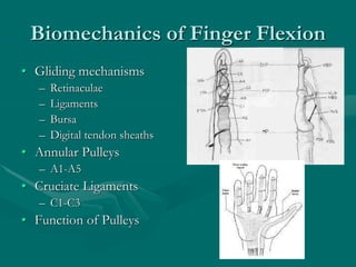 Biomechanics of Finger Flexion
• Gliding mechanisms
– Retinaculae
– Ligaments
– Bursa
– Digital tendon sheaths
• Annular Pulleys
– A1-A5
• Cruciate Ligaments
– C1-C3
• Function of Pulleys
 