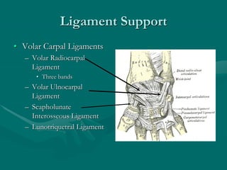 Ligament Support
• Volar Carpal Ligaments
– Volar Radiocarpal
Ligament
• Three bands
– Volar Ulnocarpal
Ligament
– Scapholunate
Interosseous Ligament
– Lunotriquetral Ligament
 