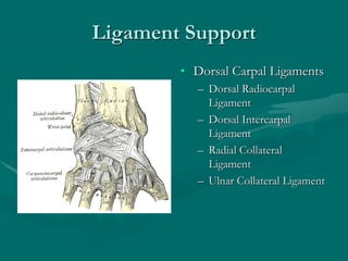 Ligament Support
• Dorsal Carpal Ligaments
– Dorsal Radiocarpal
Ligament
– Dorsal Intercarpal
Ligament
– Radial Collateral
Ligament
– Ulnar Collateral Ligament
 