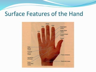 Wrist and hand examination | PPTX