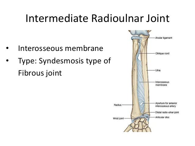 wrist and radioulnar joints radioulnar joint
