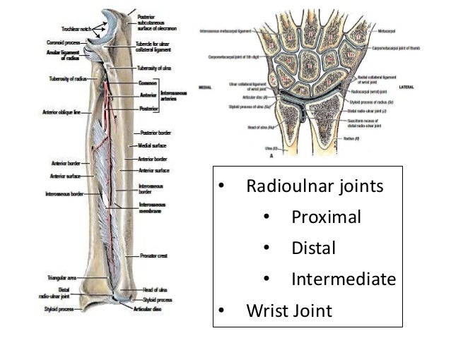 Wrist and radioulnar joints