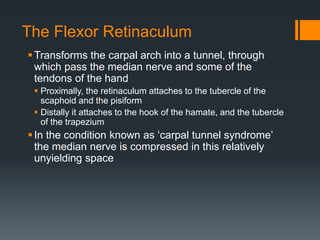 The Flexor Retinaculum
Transforms the carpal arch into a tunnel, through
which pass the median nerve and some of the
tendons of the hand
 Proximally, the retinaculum attaches to the tubercle of the
scaphoid and the pisiform
 Distally it attaches to the hook of the hamate, and the tubercle
of the trapezium
In the condition known as ‘carpal tunnel syndrome’
the median nerve is compressed in this relatively
unyielding space
 