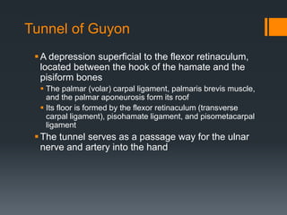 Tunnel of Guyon
A depression superficial to the flexor retinaculum,
located between the hook of the hamate and the
pisiform bones
 The palmar (volar) carpal ligament, palmaris brevis muscle,
and the palmar aponeurosis form its roof
 Its floor is formed by the flexor retinaculum (transverse
carpal ligament), pisohamate ligament, and pisometacarpal
ligament
The tunnel serves as a passage way for the ulnar
nerve and artery into the hand
 