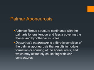 Palmar Aponeurosis
A dense fibrous structure continuous with the
palmaris longus tendon and fascia covering the
thenar and hypothenar muscles
Dupuytren’s contracture is a fibrotic condition of
the palmar aponeurosis that results in nodule
formation or scarring of the aponeurosis, and
which may ultimately cause finger flexion
contractures
 
