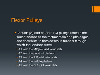 Flexor Pulleys
Annular (A) and cruciate (C) pulleys restrain the
flexor tendons to the metacarpals and phalanges
and contribute to fibro-osseous tunnels through
which the tendons travel
 A1 from the MP joint and volar plate
 A2 from the proximal phalanx
 A3 from the PIP joint volar plate
 A4 from the middle phalanx
 A5 from the DIP joint volar plate
 