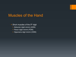 Muscles of the Hand
 Short muscles of the 5th digit
 Abductor digiti minimi (ADM)
 Flexor digiti minimi (FDM)
 Opponens digit minimi (ODM)
 