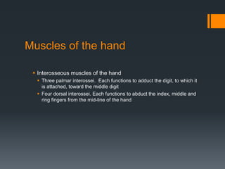 Muscles of the hand
 Interosseous muscles of the hand
 Three palmar interossei. Each functions to adduct the digit, to which it
is attached, toward the middle digit
 Four dorsal interossei. Each functions to abduct the index, middle and
ring fingers from the mid-line of the hand
 