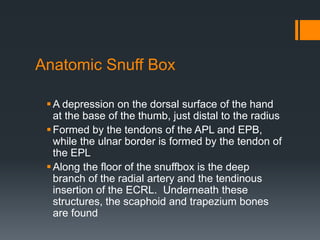 Anatomic Snuff Box
A depression on the dorsal surface of the hand
at the base of the thumb, just distal to the radius
Formed by the tendons of the APL and EPB,
while the ulnar border is formed by the tendon of
the EPL
Along the floor of the snuffbox is the deep
branch of the radial artery and the tendinous
insertion of the ECRL. Underneath these
structures, the scaphoid and trapezium bones
are found
 