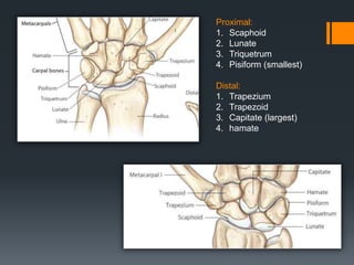 Proximal:
1. Scaphoid
2. Lunate
3. Triquetrum
4. Pisiform (smallest)
Distal:
1. Trapezium
2. Trapezoid
3. Capitate (largest)
4. hamate
 