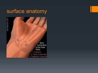 surface anatomy
 