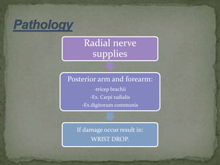 Radial nerve
supplies
Posterior arm and forearm:
-tricep brachii
-Ex. Carpi radialis
-Ex.digitorum communis
If damage occur result in:
WRIST DROP.
 