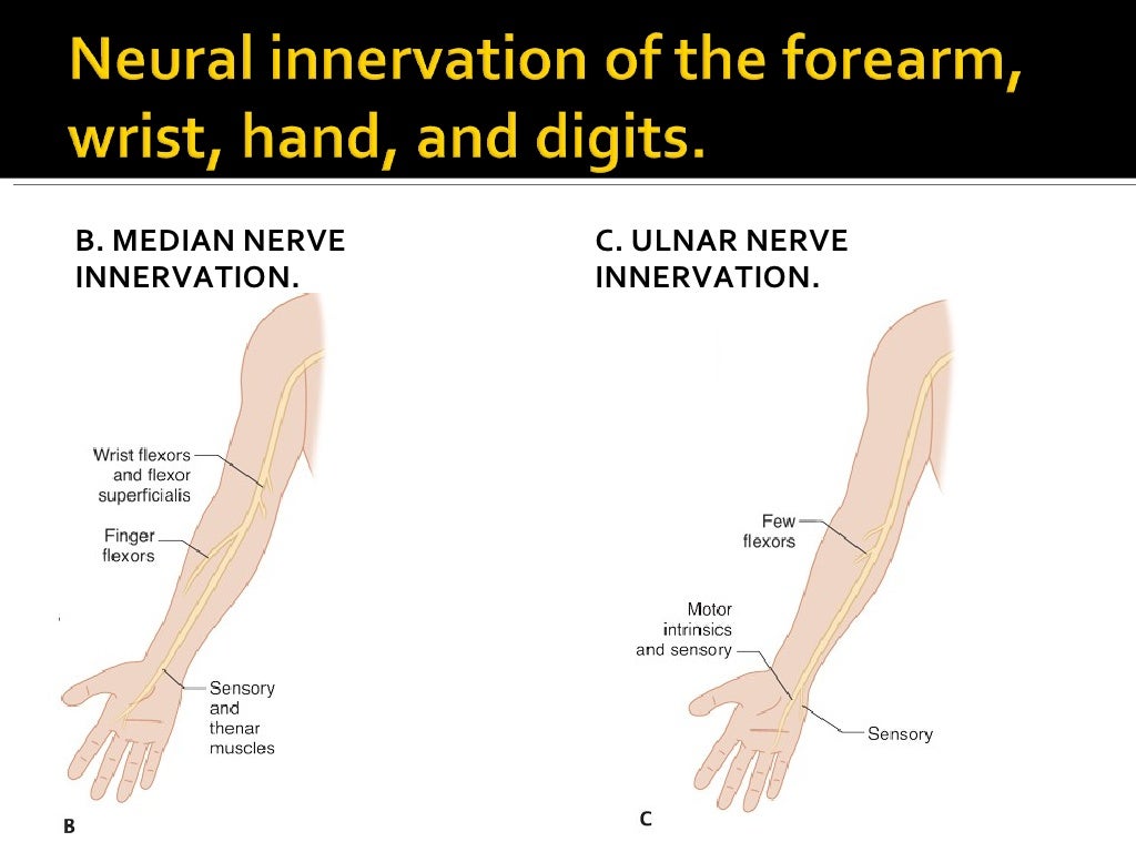 Wrist Forearm Elbow vrogue.co