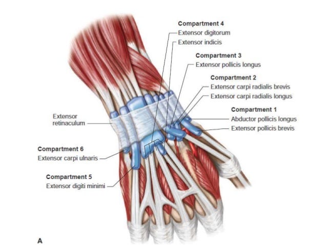 MSK US of Wrist & Hand