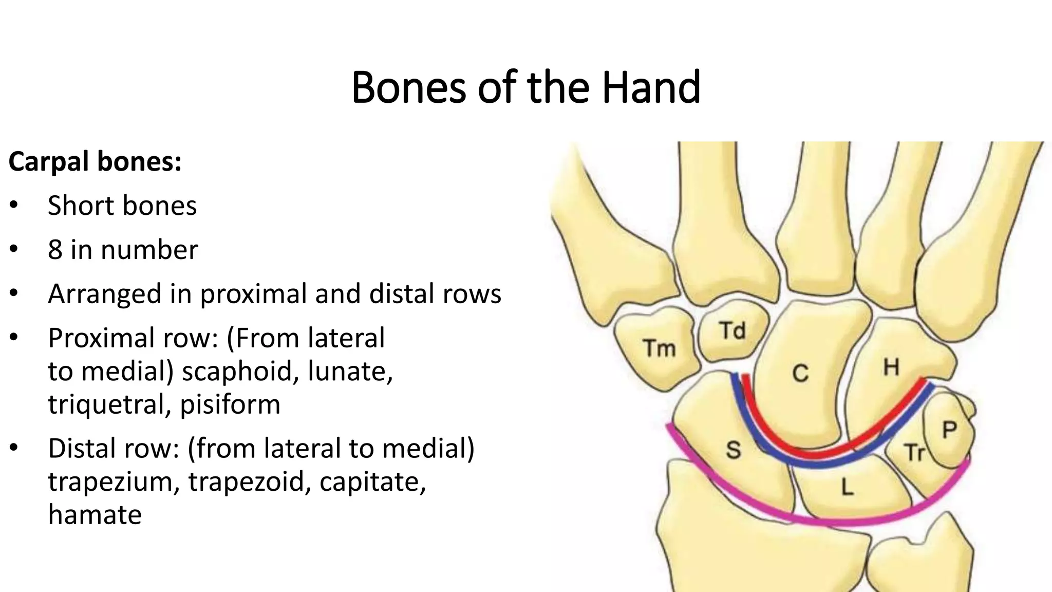 Wrist Joint & Hand | PPTX