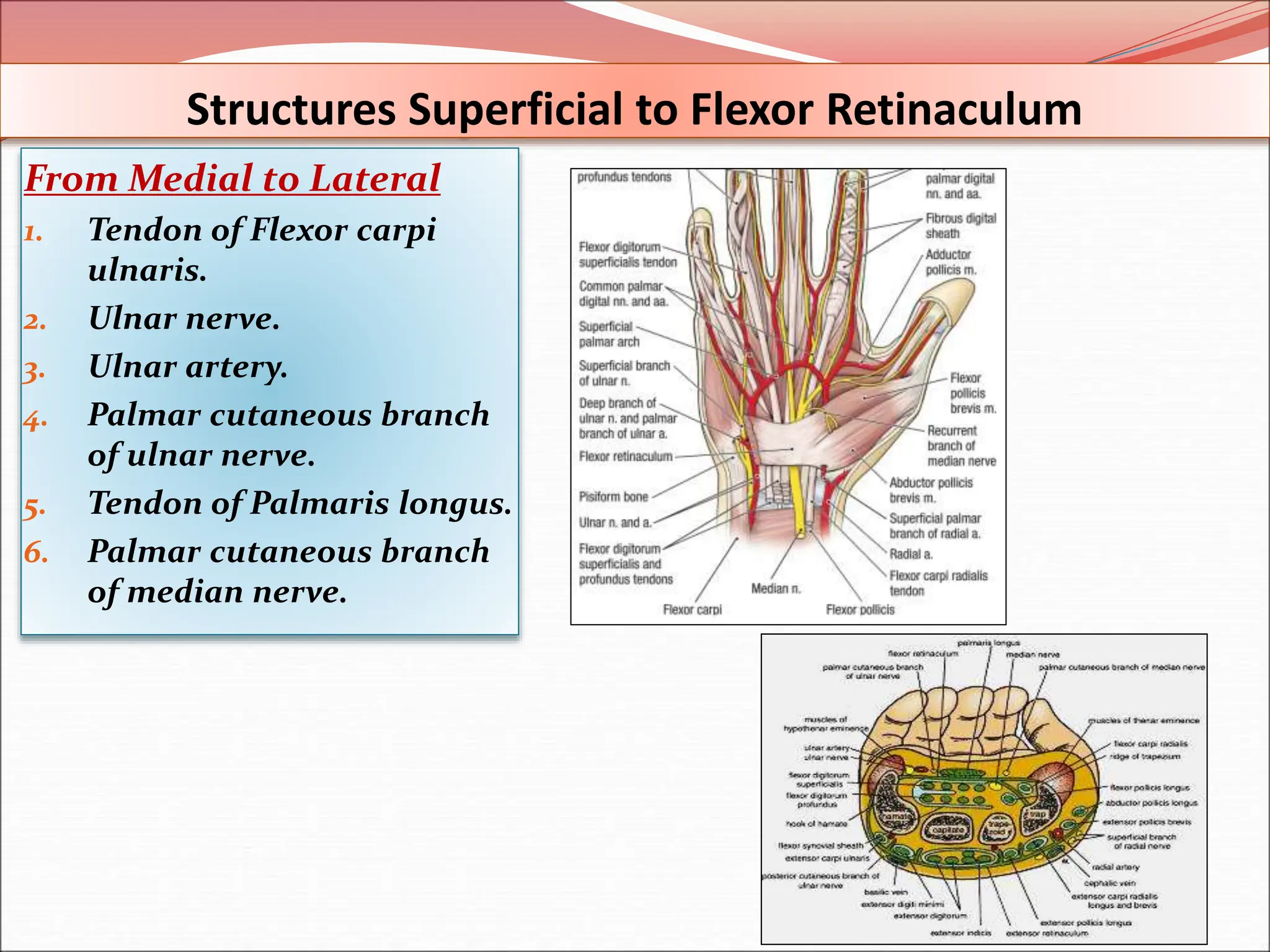 From Beginner To Expert: Perfecting Wrist & Hand Flexor Labeling - jfs4kji