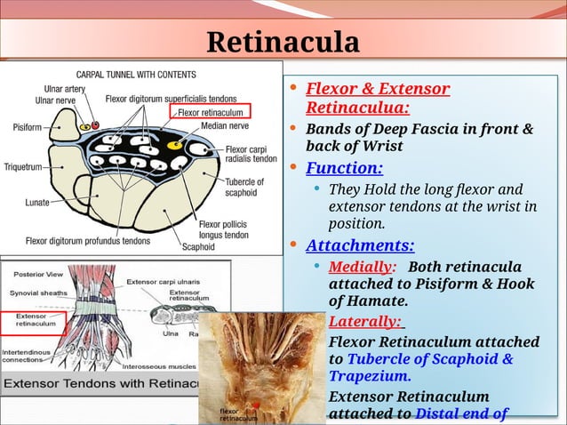 Wrist & Hand anatomy to clear antomy .ppt