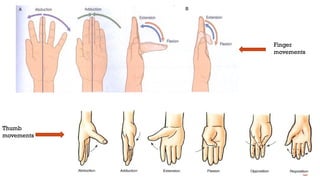 WRIST & HAND BIOMECHANICS ( For Physiotherapy Students ).pptx