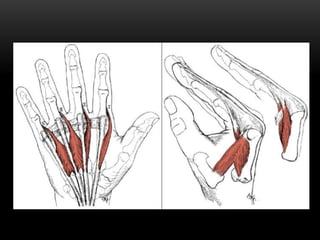 Wrist & hand complex | PPTX