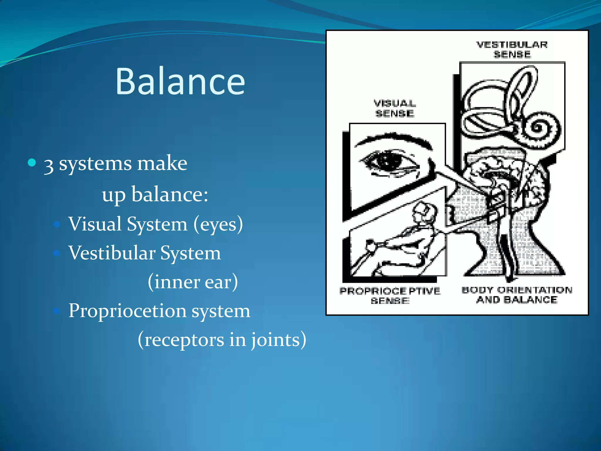           Balance3 systems make               up balance:Visual System (eyes)Vestibular System                    (inner ear)Propriocetion system                  (receptors in joints)