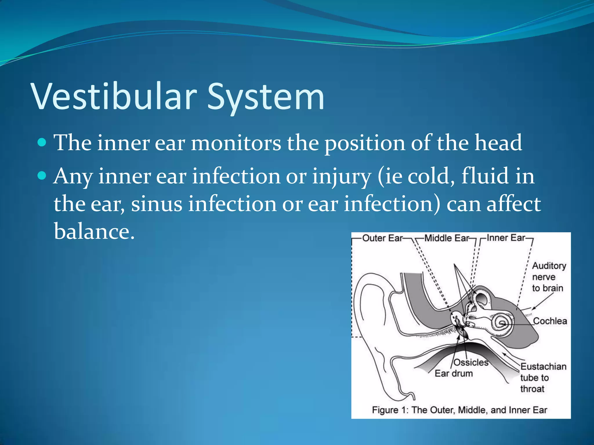 Vestibular SystemThe inner ear monitors the position of the headAny inner ear infection or injury (ie cold, fluid in the ear, sinus infection or ear infection) can affect balance.