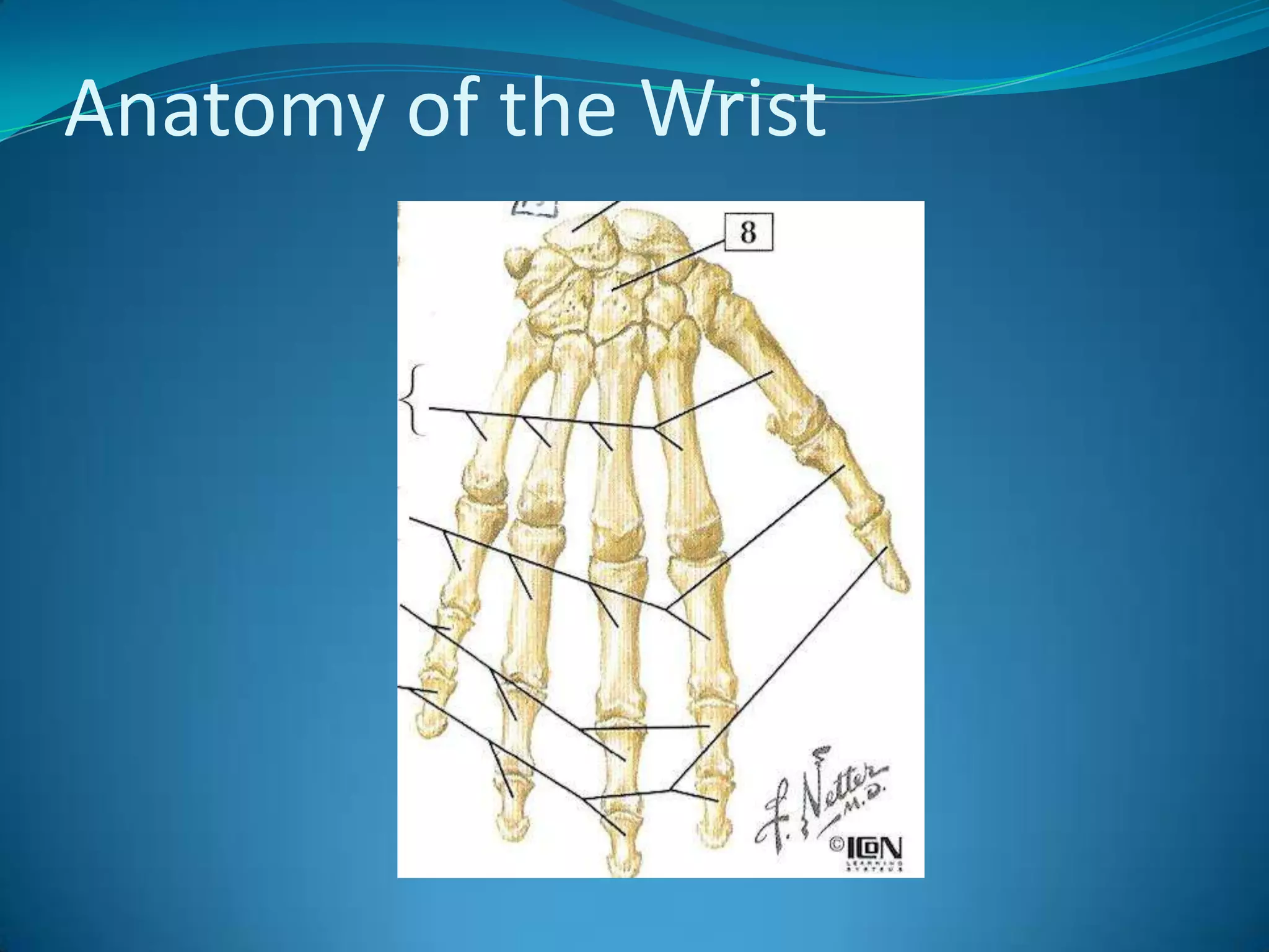 Anatomy of the Wrist