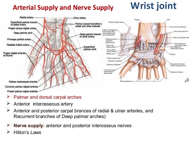 Radio-ulnar and Wrist joints