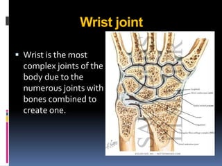 Wrist joint
 Wrist is the most
complex joints of the
body due to the
numerous joints with
bones combined to
create one.
 