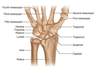 Wrist Multangular Joint INTRODUCTION ON WRIST JOINT Anatomy presentation | PDF