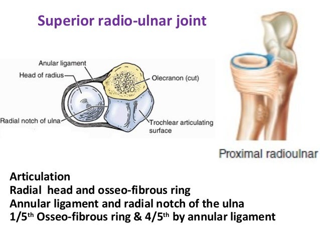 radio ulnar and wrist joints radioulnar joint